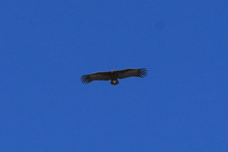 Black Vulture (Aegypius monachus)