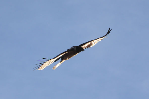 Bearded Vulture (Gypaetus barbatus)